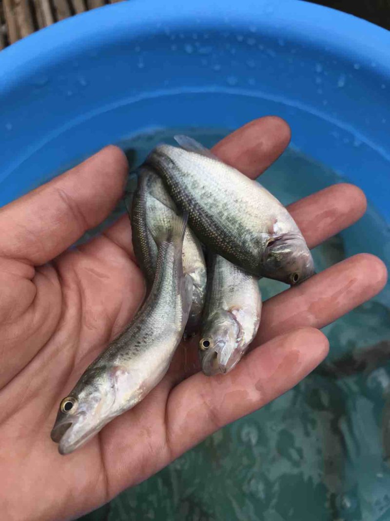 鲈鱼苗
