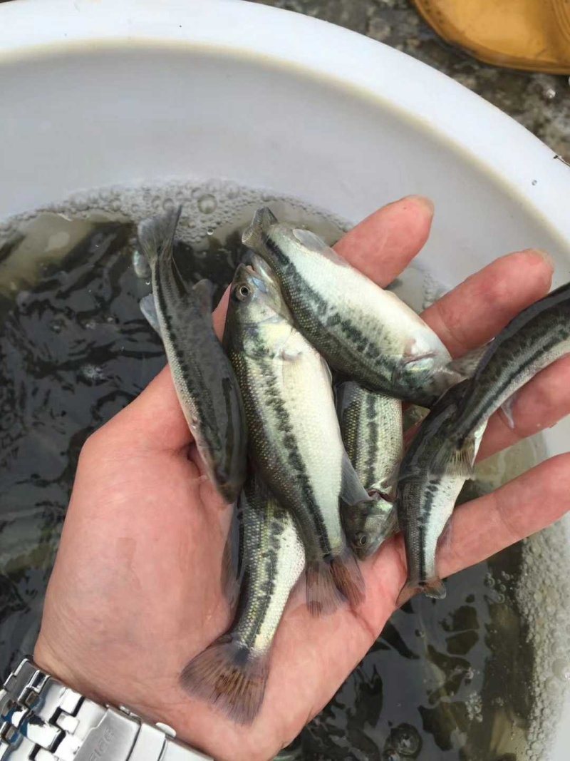 鲈鱼苗