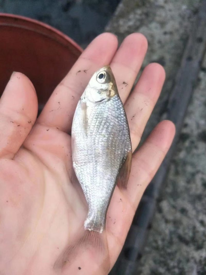 鳊鱼