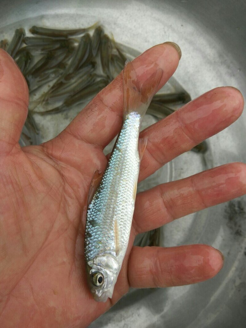 长江白甲鱼苗