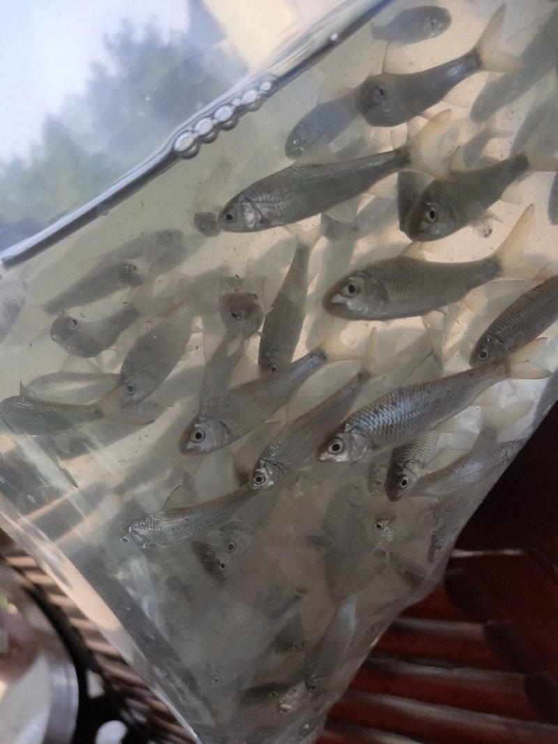 长江白甲鱼苗