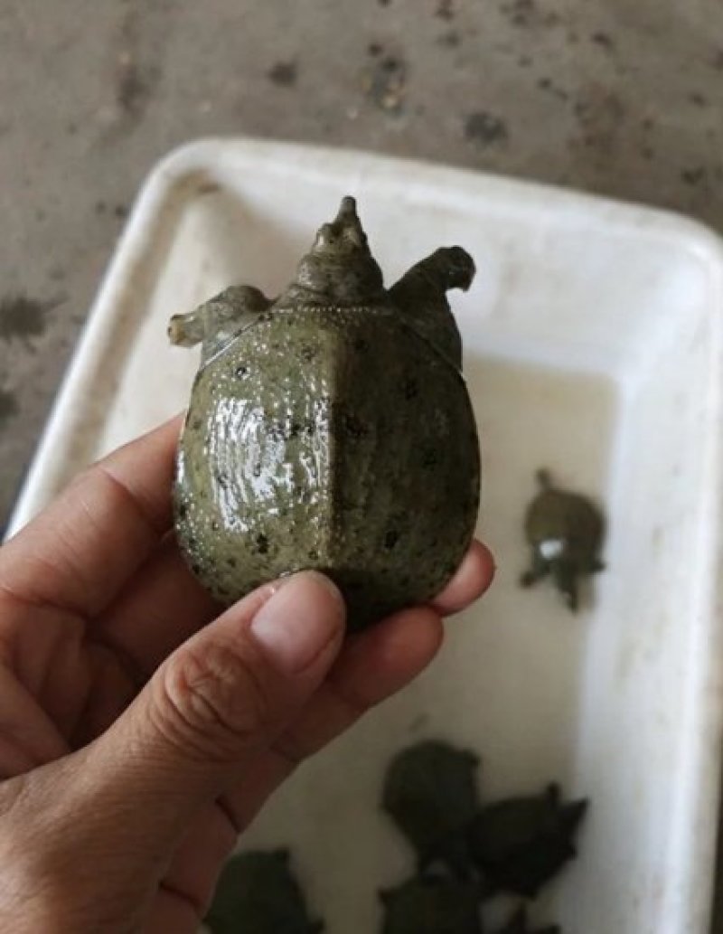 甲鱼苗