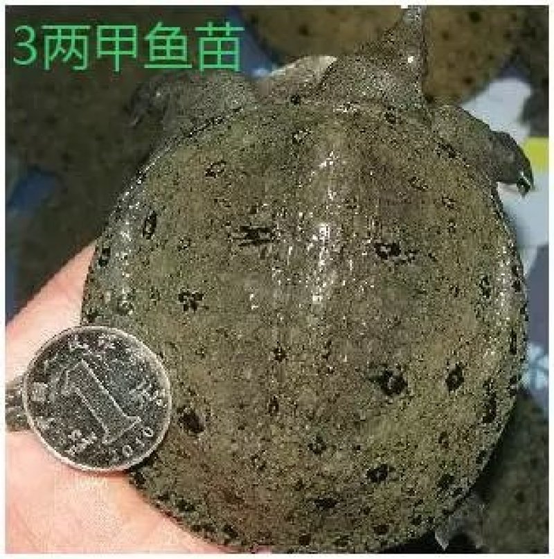 甲鱼苗