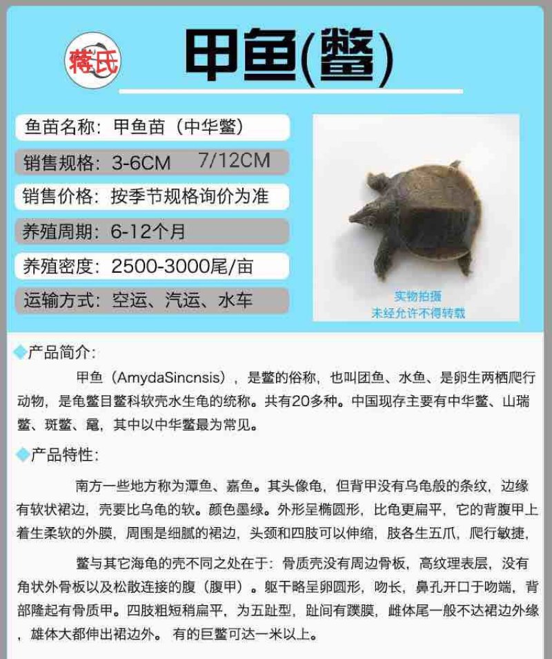 甲鱼苗
