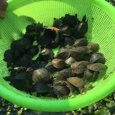 甲鱼苗
