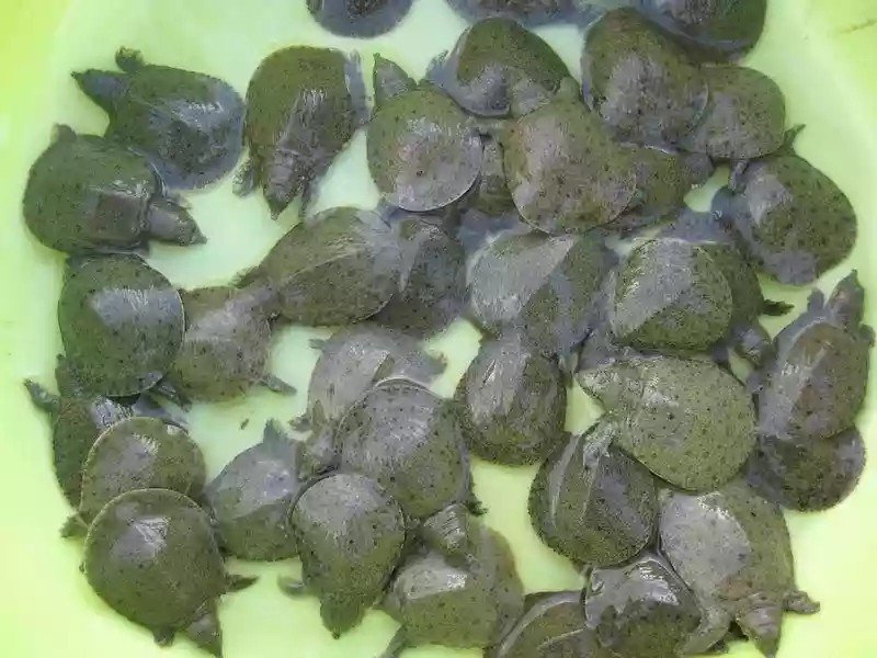 甲鱼苗