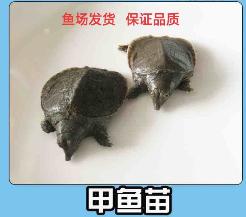 甲鱼苗