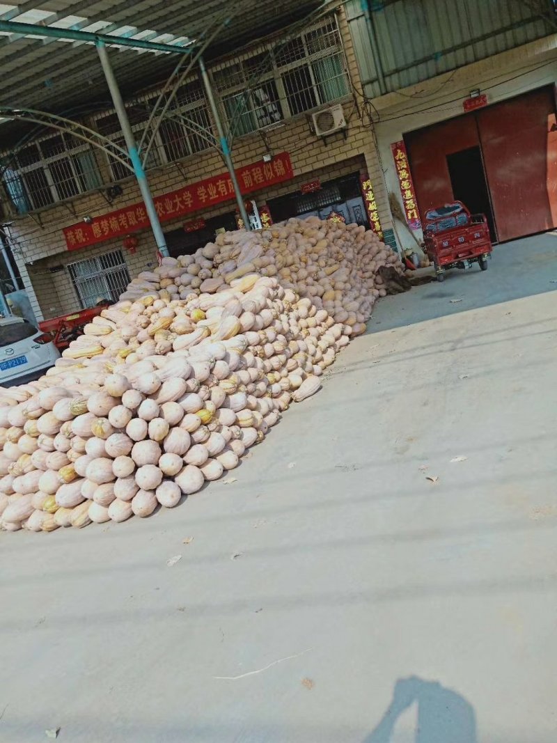 自然黄的鲜南瓜
