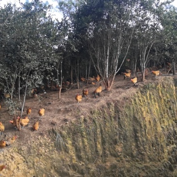 鸡，散养鸡场地价格公司直销