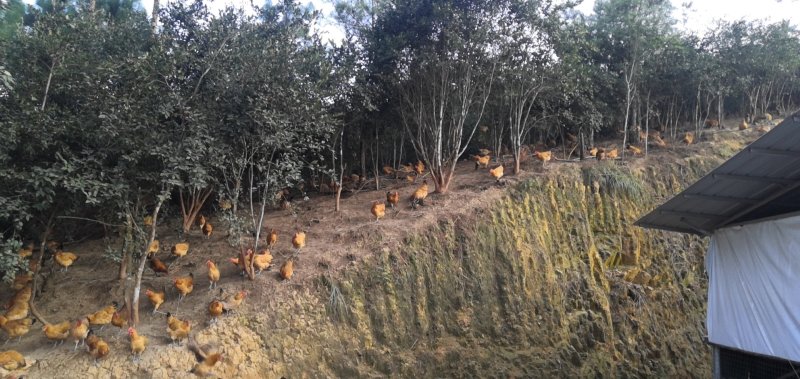 鸡，散养鸡场地价格公司直销