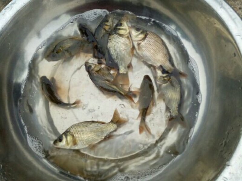 鲤鱼苗