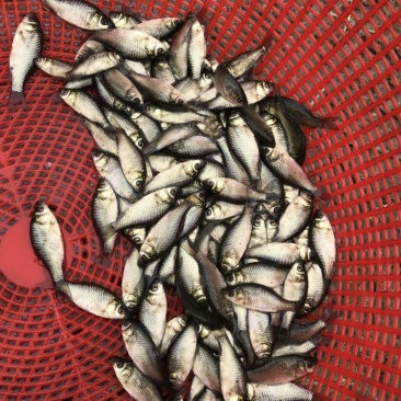 鲤鱼苗