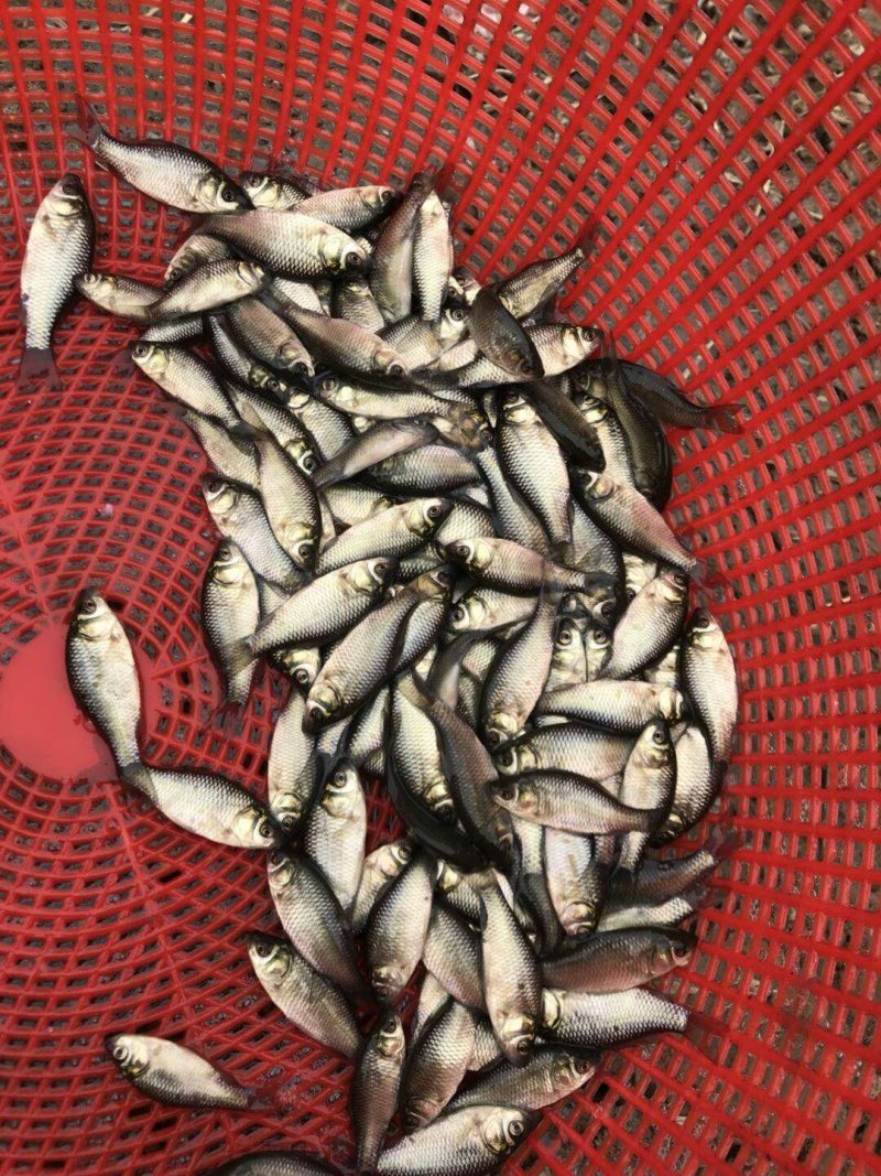 鲤鱼苗