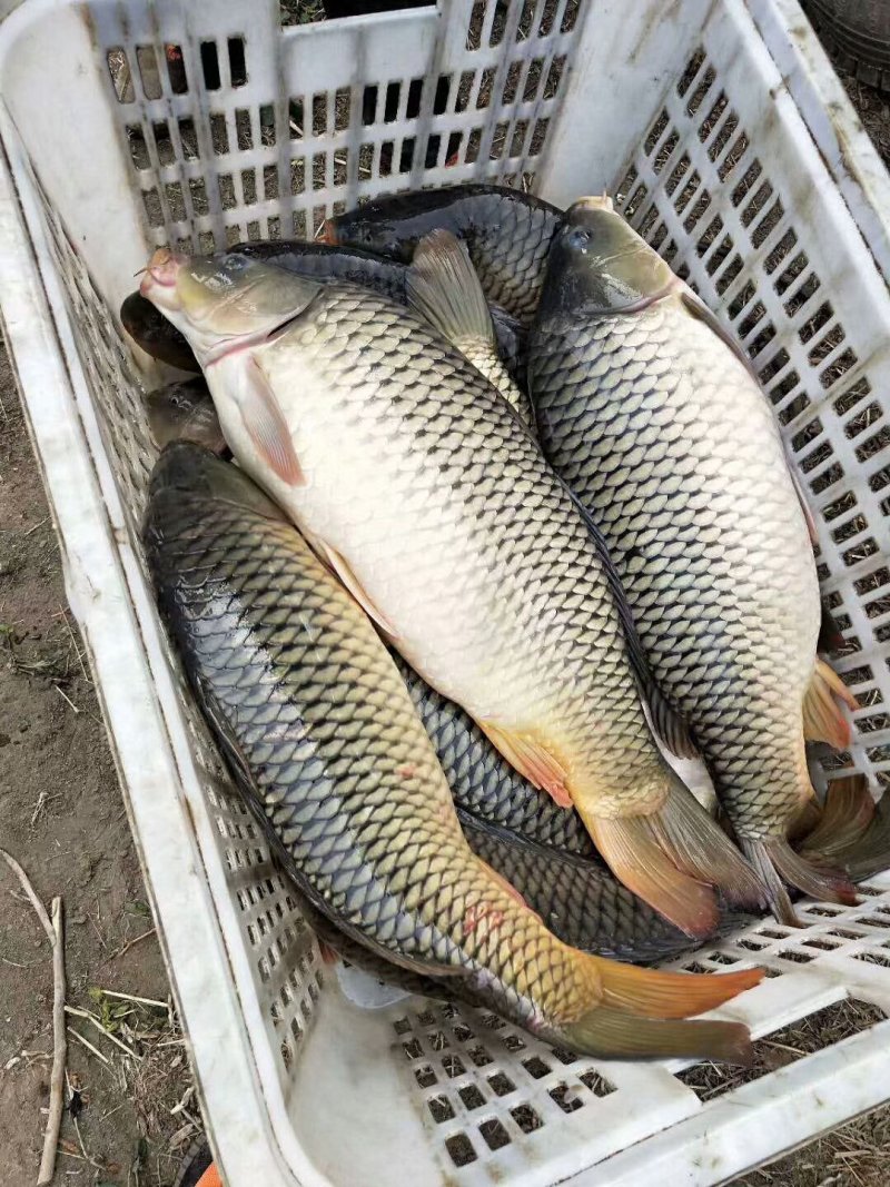 鲤鱼苗