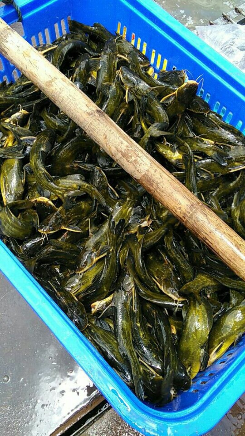 黄辣丁