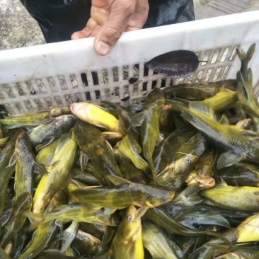 黄辣丁