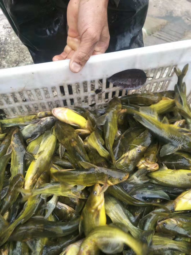 黄辣丁