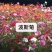 百日草波斯菊等花海组合草籽500克壹袋草花草籽