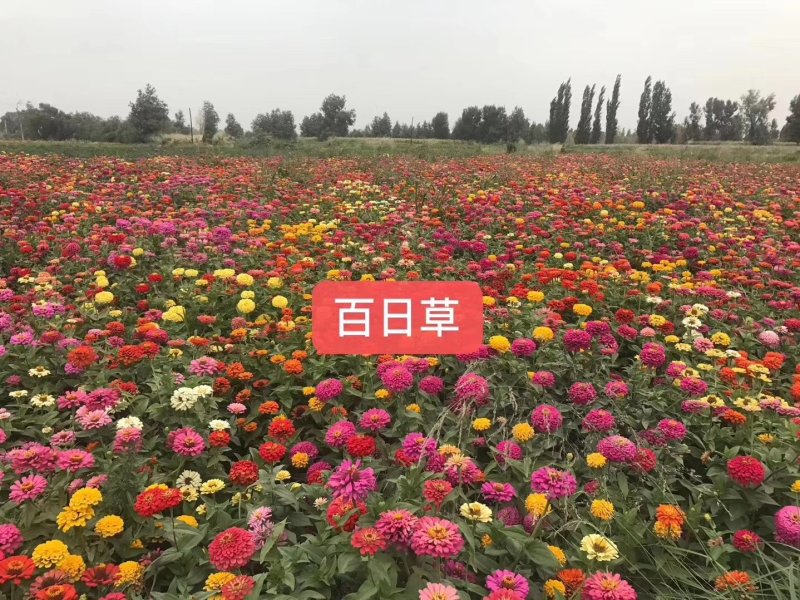 百日草波斯菊等花海组合草籽500克壹袋草花草籽