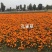 百日草波斯菊等花海组合草籽500克壹袋草花草籽