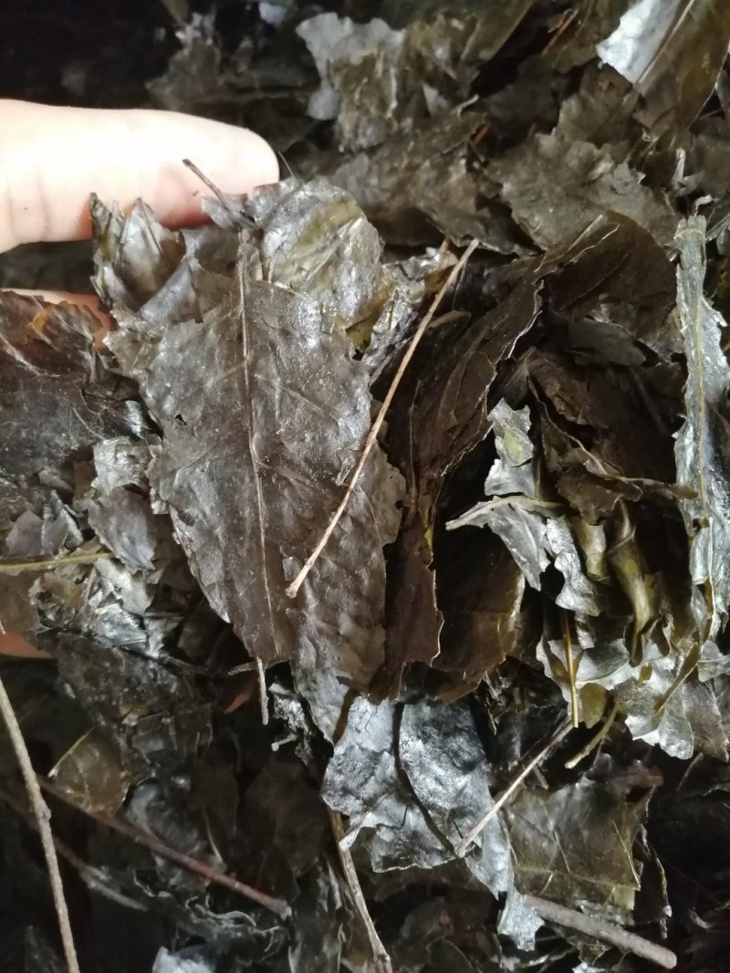 包邮苦丁叶，毛冬青叶，货干度好颜色漂亮，产地直销