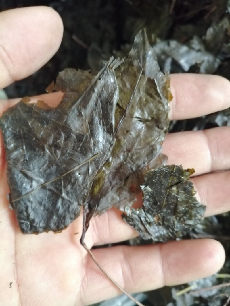 包邮苦丁叶，毛冬青叶，货干度好颜色漂亮，产地直销