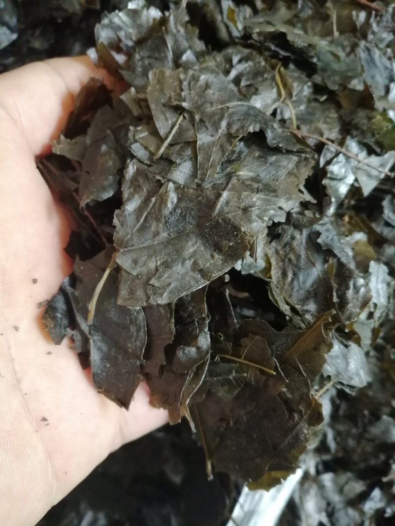 包邮苦丁叶，毛冬青叶，货干度好颜色漂亮，产地直销