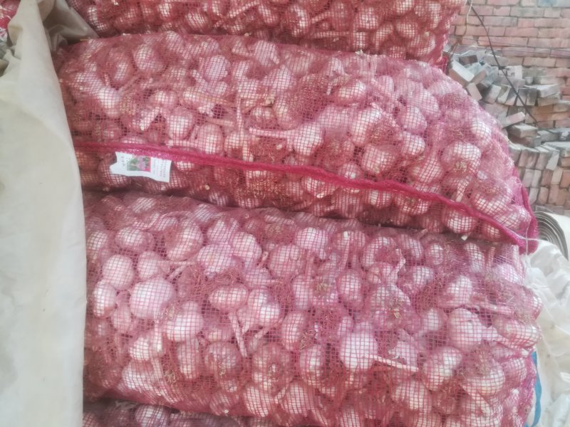 大名县优质蒜种蒜黄料