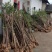 低价处理征地桂花树土地征收占地树地栽金桂树桂花树大树
