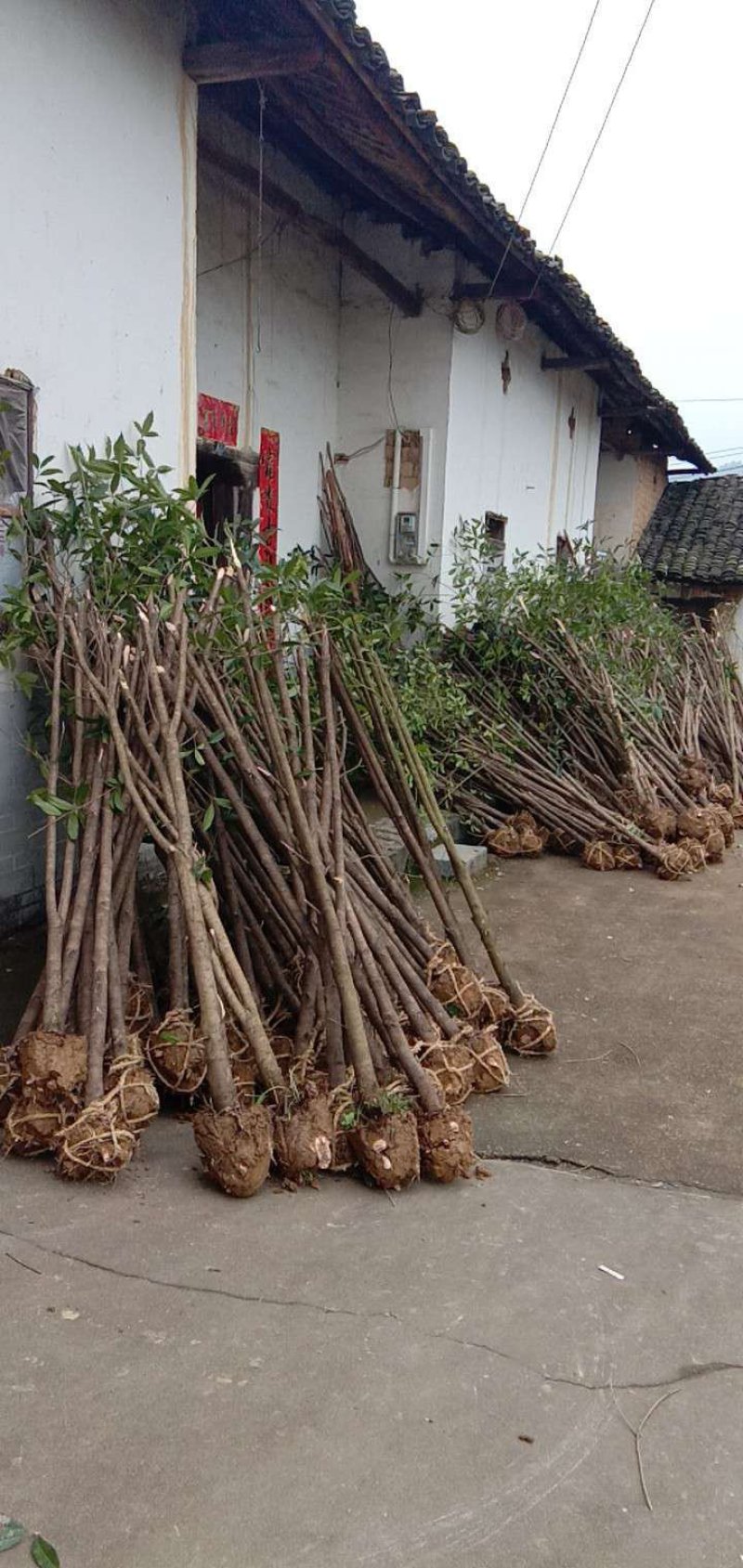 低价处理征地桂花树土地征收占地树地栽金桂树桂花树大树