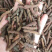干货荜菠