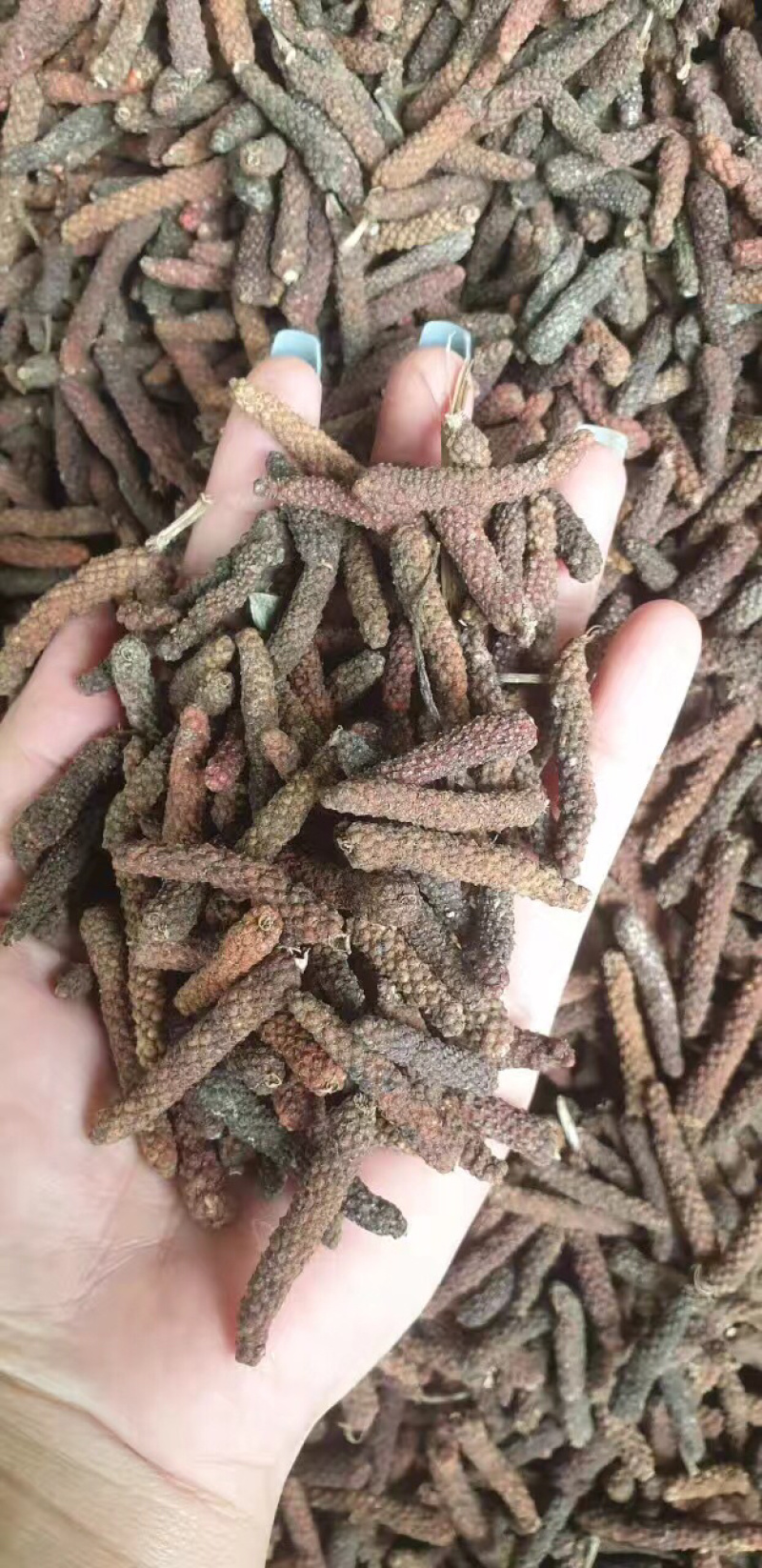 干货荜菠