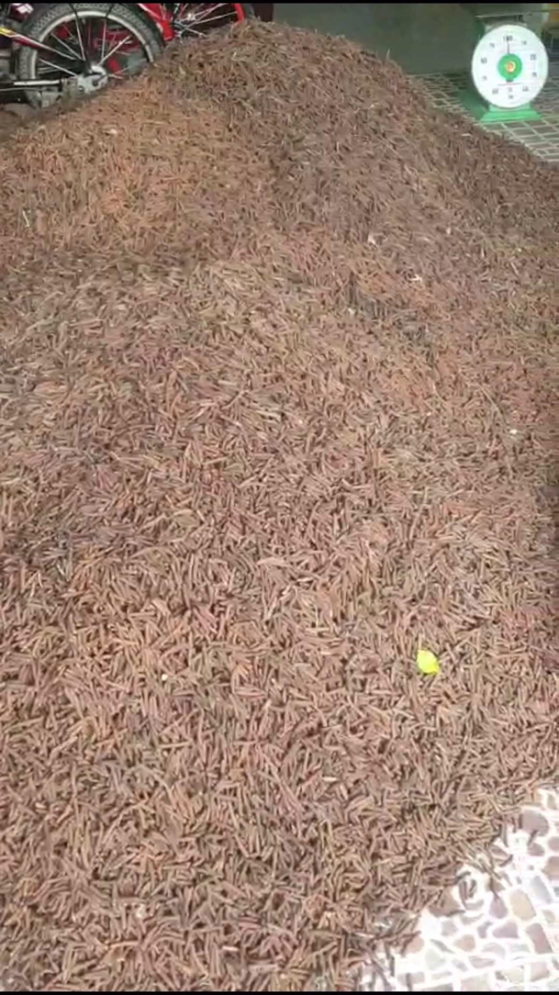 干货荜菠