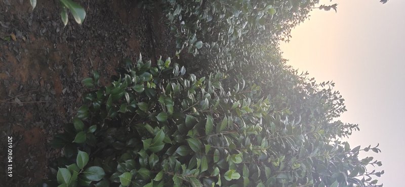 茶花冠幅100－150公分