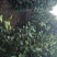茶花冠幅100－150公分