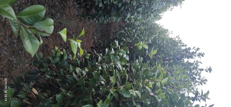 茶花冠幅100－150公分