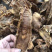 好货竹笋干