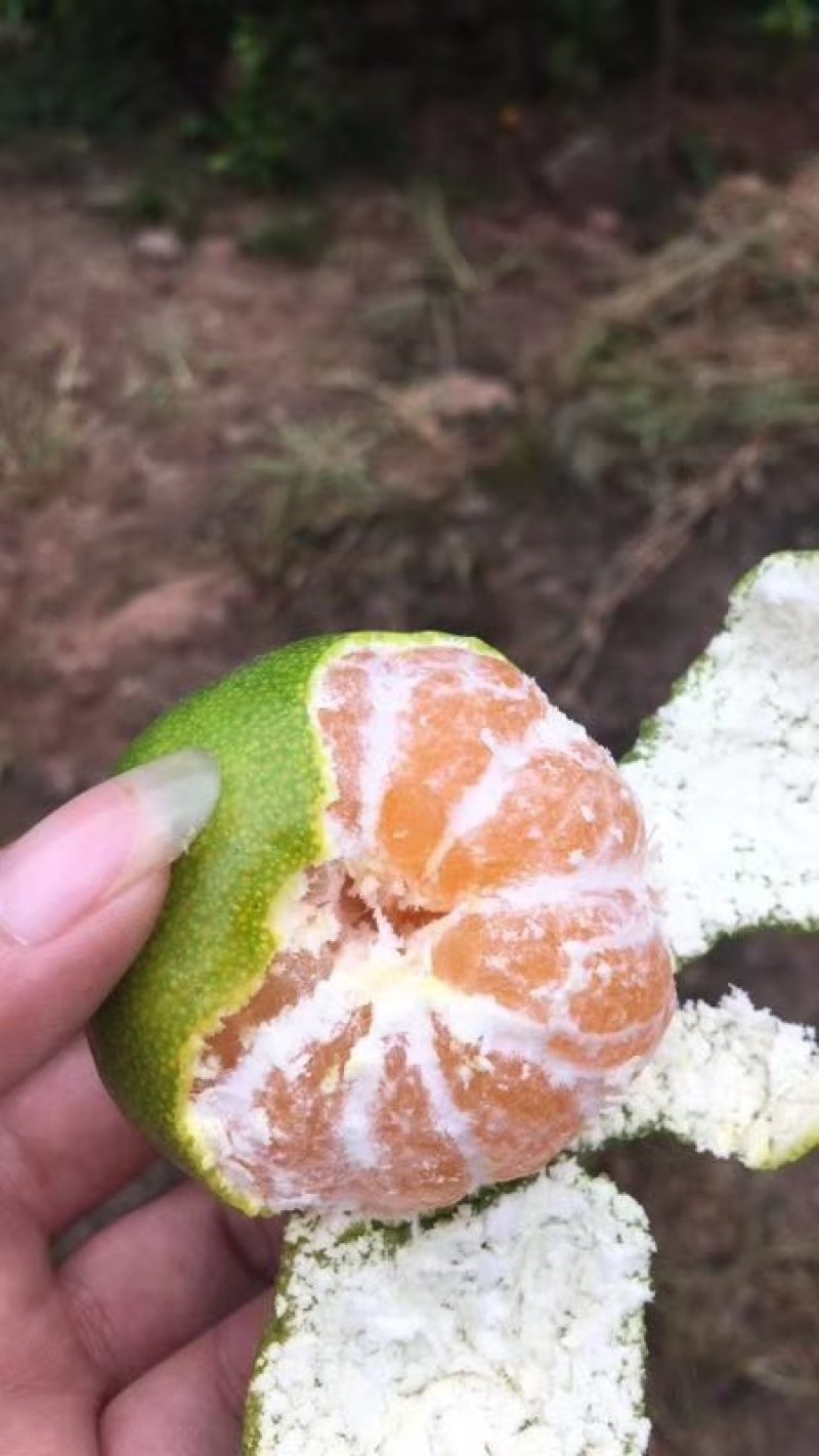 【旺铺】特早蜜橘个头均匀皮薄汁多果肉细嫩化渣
