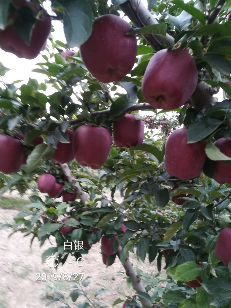 产地直销，花牛苹果，糖心富士。
