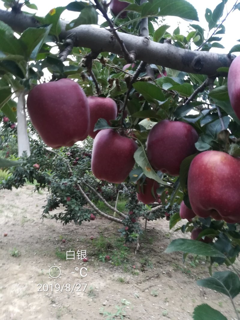 产地直销，花牛苹果，糖心富士。