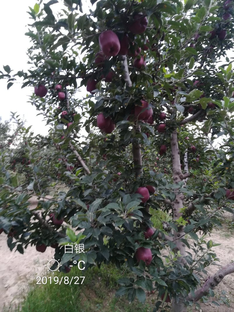 产地直销，花牛苹果，糖心富士。