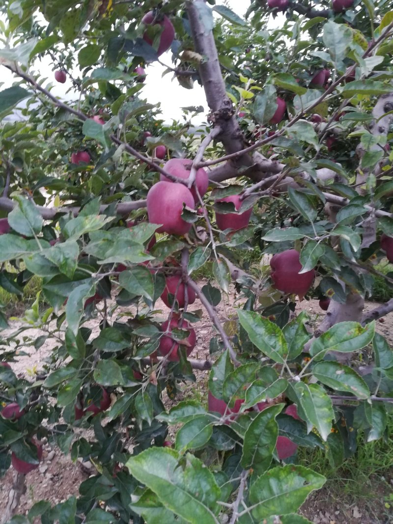 产地直销，花牛苹果，糖心富士。