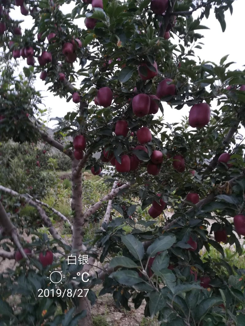 产地直销，花牛苹果，糖心富士。