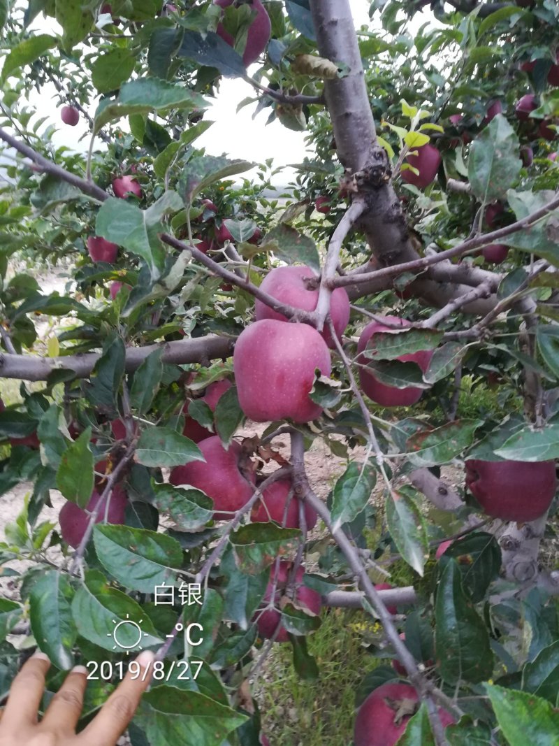 产地直销，花牛苹果，糖心富士。
