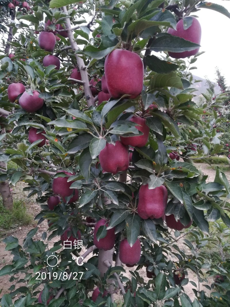 产地直销，花牛苹果，糖心富士。