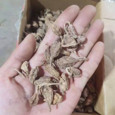 野生草果
