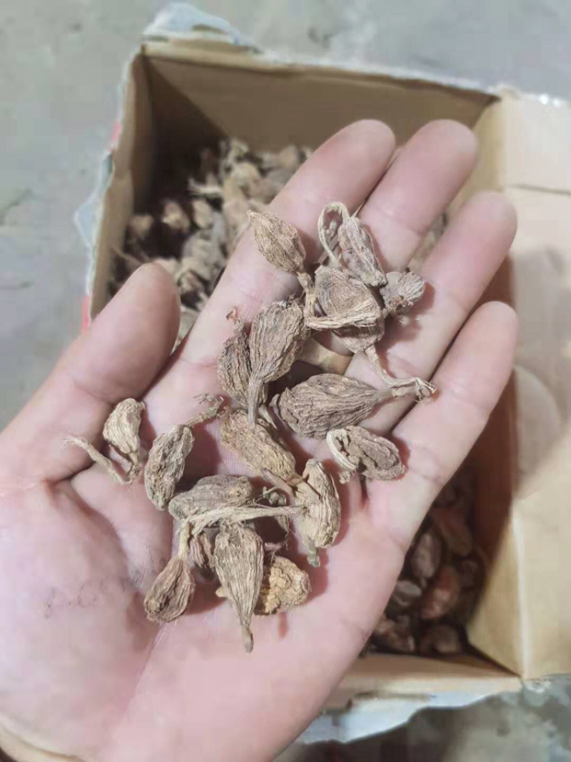野生草果