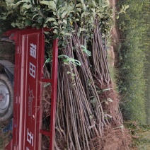桃树苗山西桃树苗桃树种苗早熟桃树苗