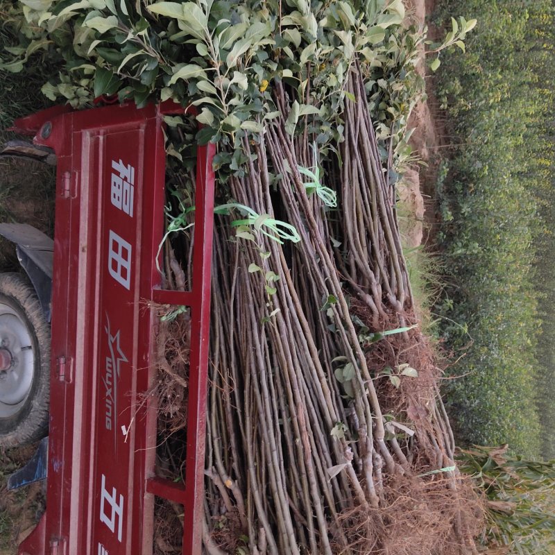 桃树苗山西桃树苗桃树种苗早熟桃树苗