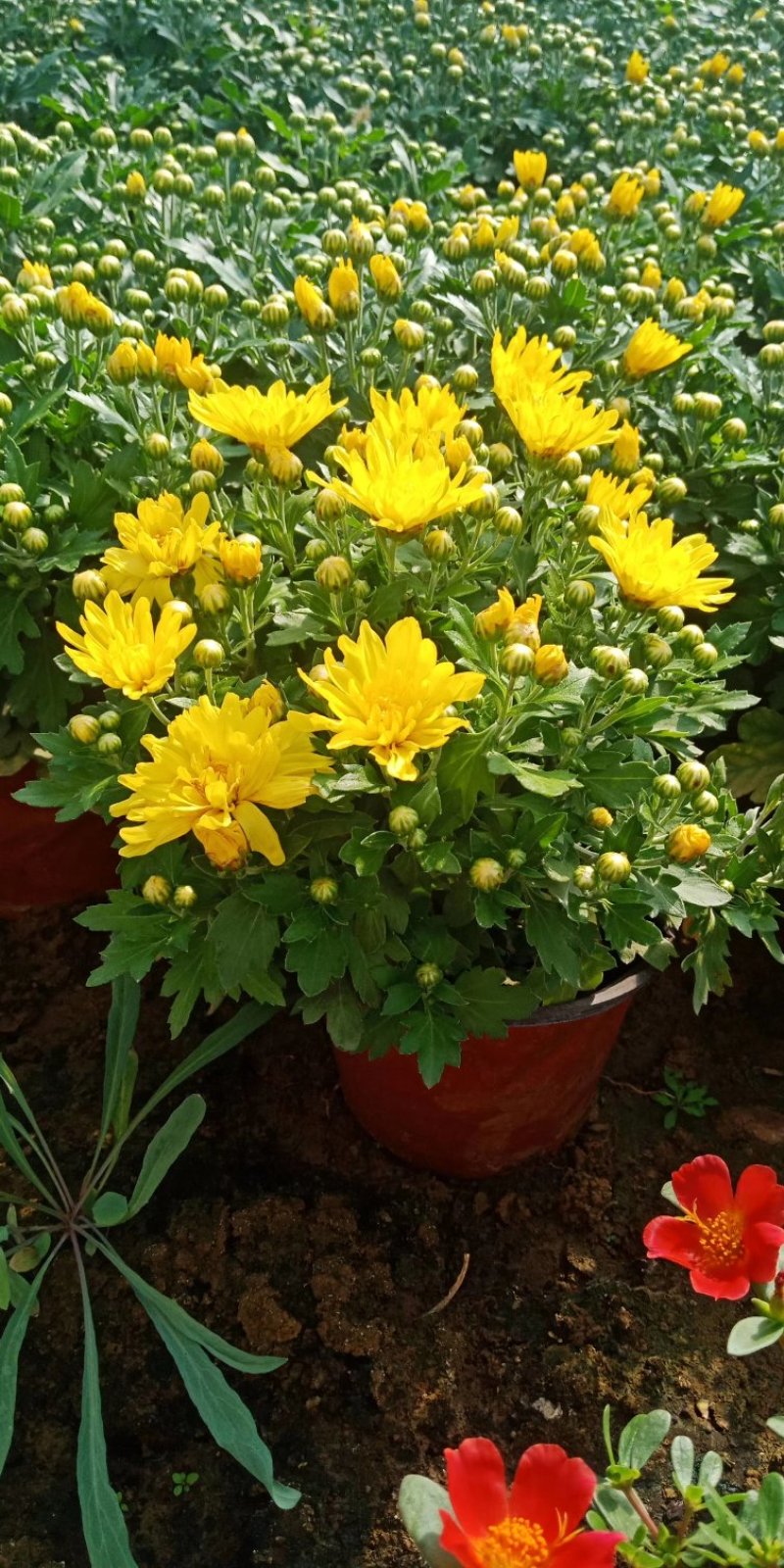 千头菊观赏菊大菊花九月菊菊球